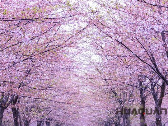 1000kw華全玉柴靜音發電機組欣賞櫻花