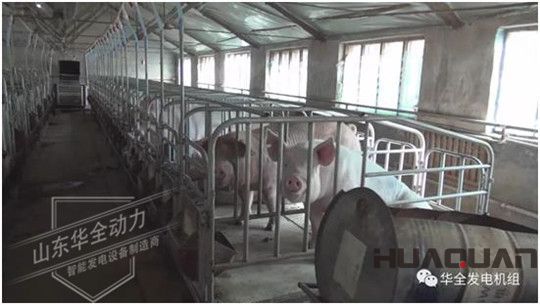 養豬發了家，卻把全村搞臭了！沒想到“它”能一箭雙雕（華全整理）