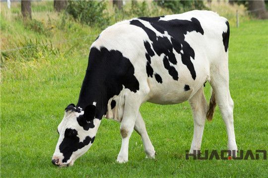 華全發電機組如奶牛一樣